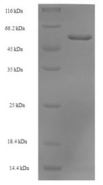 Septin-2 (SEPTIN2), human, recombinant