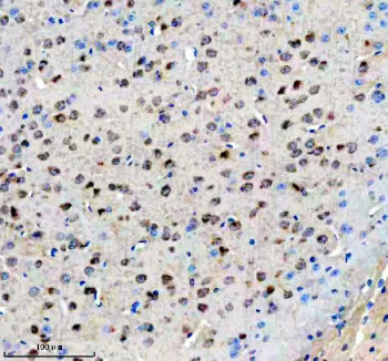 Anti-AGO3 / Argonaute-3 / eIF2C3, clone GGF-1