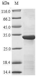 Immunoglobulin superfamily member 2 (Cd101), partial, mouse, recombinant