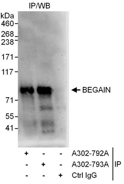 Anti-BEGAIN