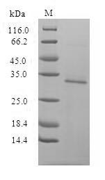 Enhanced green fluorescent protein (egfp), human cytomegalovirus, recombinant