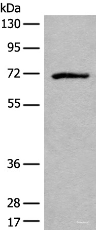 Anti-ADGRE3