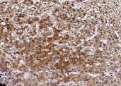 Anti-PIGR Monoclonal Recombinant Antibody