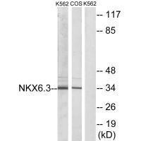 Anti-NKX6-3