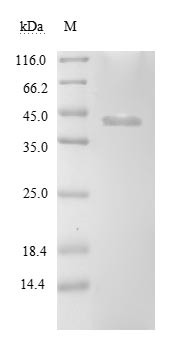 ATP-dependent Clp protease proteolytic subunit 2 (clpP2), Borrelia burgdorferi, recombinant