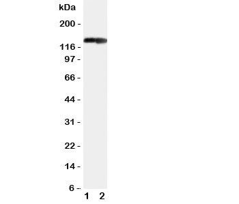 Anti-COL2A1