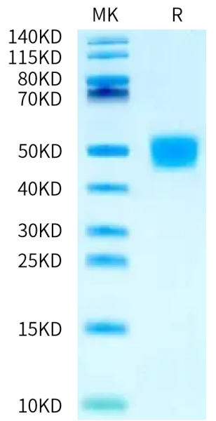 Biotinylated Human MSLN/Mesothelin Protein