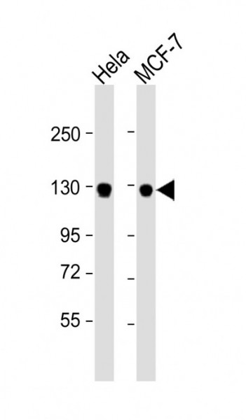 Anti-GTSE1