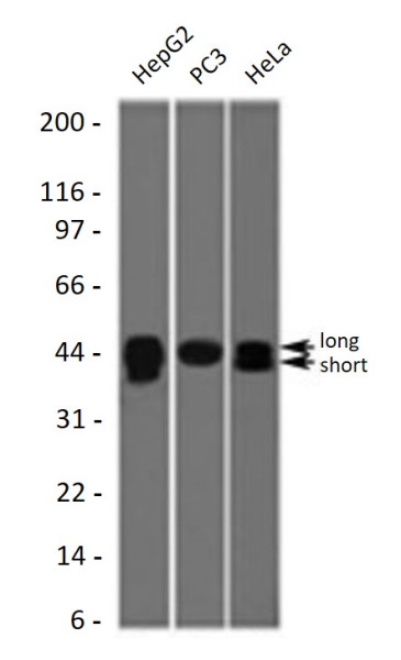 Anti-TIA1, clone TRIA1-1