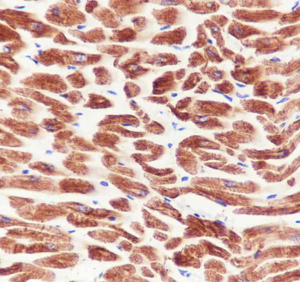 Anti-Recombinant MYH7, clone A707
