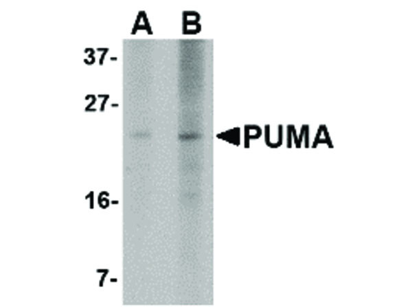 Anti-PUMA, clone [2A8F6]
