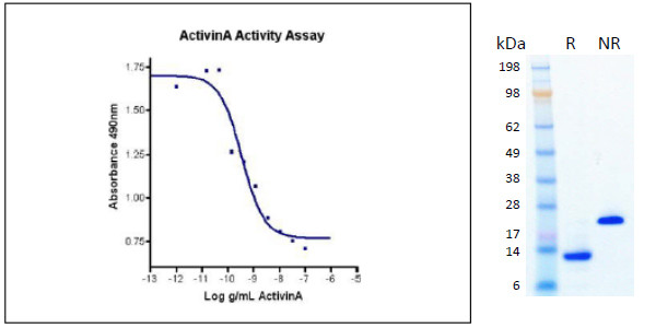 Activin A, human recombinant (HumaXpress)