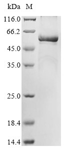 Tryptophan 5-hydroxylase 2 (TPH2), human, recombinant