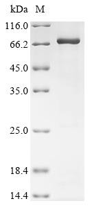Coagulation factor X (F10), rat, recombinant