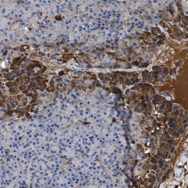 Anti-BTG3