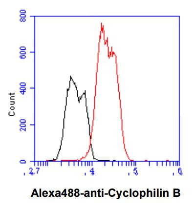 Anti-Cyclophilin B, clone k2E2