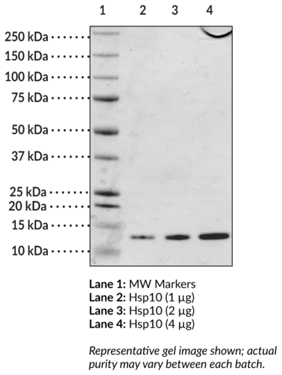 Hsp10 (human, recombinant)