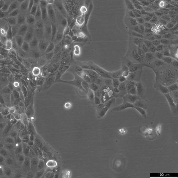 Panc 10.05 Cells