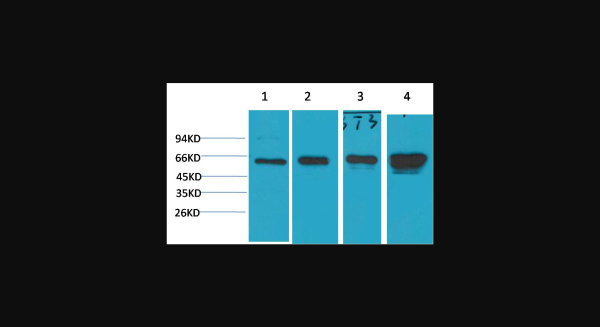 Anti-AMPK alpha1, monoclonal