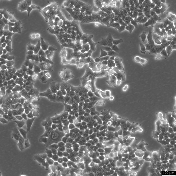 HCT116 Cells