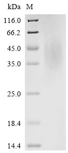 CMRF35-like molecule 6 (Cd300c), partial, mouse, recombinant