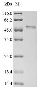 Sialidase-1 (Neu1), mouse, recombinant