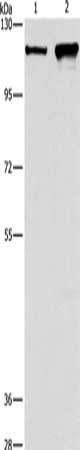 Anti-CAPRIN1
