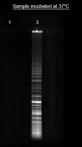 Helixyte(TM) iFluor(R) 750 Nucleic Acid Labeling Dye
