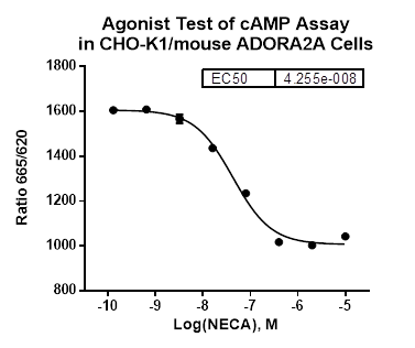 CHO-K1/mouse ADORA2A Stable Cell Line