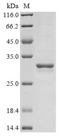 Galectin-3 (Lgals3), rat, recombinant