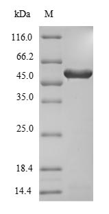 3-Phytase A (phyA), Aspergillus niger, recombinant