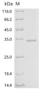 Chaperonin GroEL (groEL), partial, recombinant Coxiella burnetii