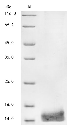 Phospholipase A-2-activating protein (Plaa), partial, mouse, recombinant