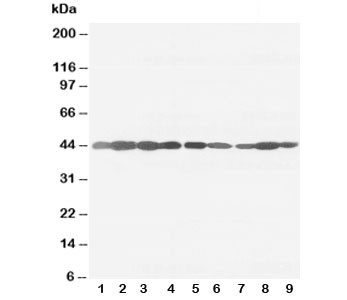 Anti-beta-Actin, clone AC-15