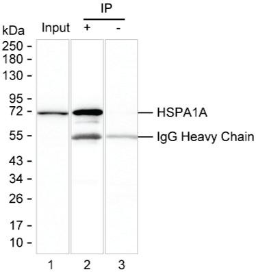 Anti-HSPA1A