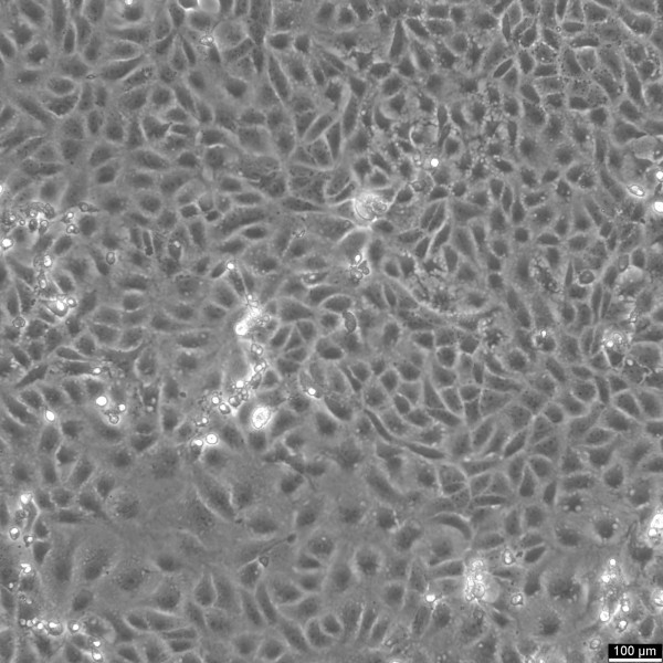 Vero E6 Cells