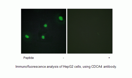 Anti-CDCA4