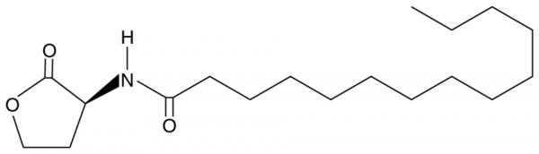 N-tetradecanoyl-L-Homoserine lactone