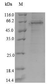 Runt-related transcription factor 3 (RUNX3), human, recombinant