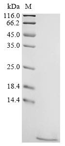 Natriuretic peptides A (Nppa), recombinant mouse