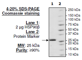 HSP90beta, N-terminal His-tag, N-terminal Avi-tag (TM), Biotin-labeled
