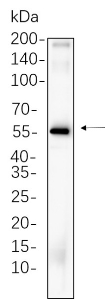 Anti-Recombinant Cdc25C, clone 10F13