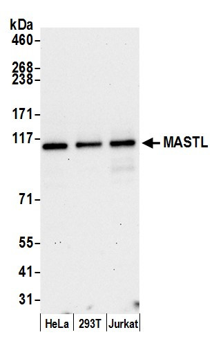 Anti-MASTL