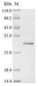 Glycoprotein 42 (BZLF2), partial, Epstein-Barr virus, recombinant