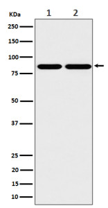 Anti-RASEF / RAB45 / Ras and EF-hand domain-containing protein, clone 30R48