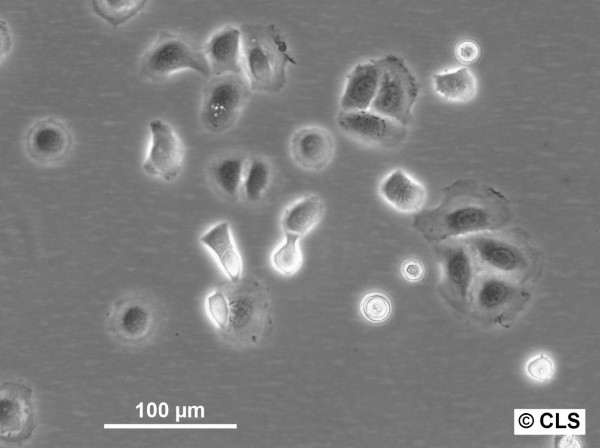 MCA-3D Cells