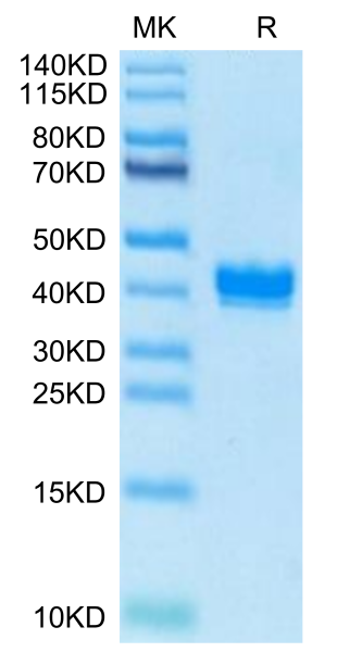 Biotinylated Mouse APLN Protein