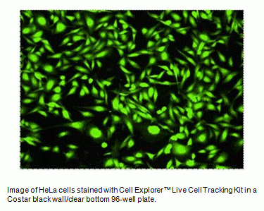 Cell Explorer(TM) Live Cell Tracking Kit *Green Fluorescence*