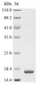 Proenkephalin-B (PDYN), partial, swine, recombinant