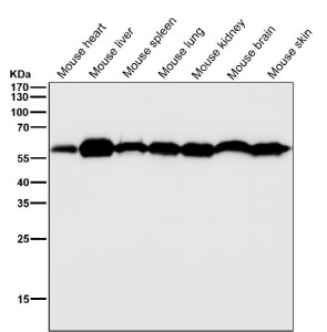 Anti-KLC3 / Kinesin light chain 3, clone 32K83